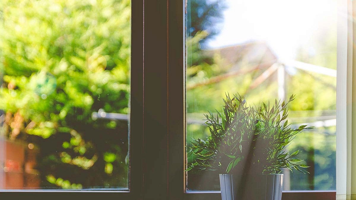 Plant in window sill